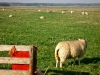 schapen op texel